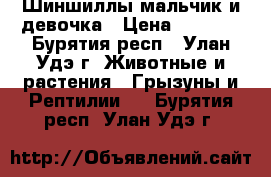 Шиншиллы мальчик и девочка › Цена ­ 5 000 - Бурятия респ., Улан-Удэ г. Животные и растения » Грызуны и Рептилии   . Бурятия респ.,Улан-Удэ г.